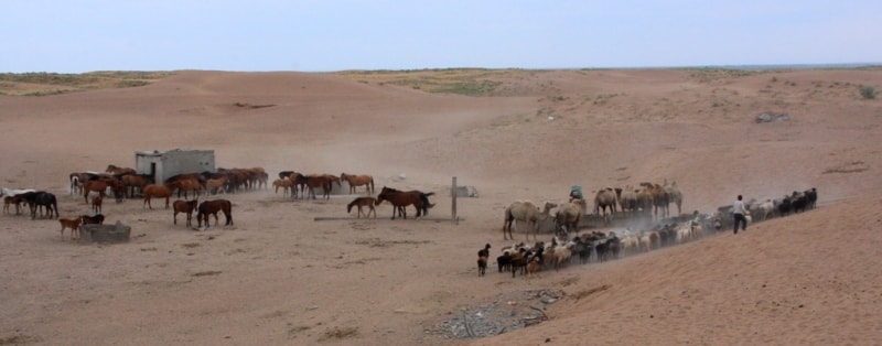 Ферма в пустыне Таукум. Алматинская область.